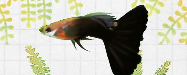 黑尾礼服孔雀鱼好养吗,怎么养