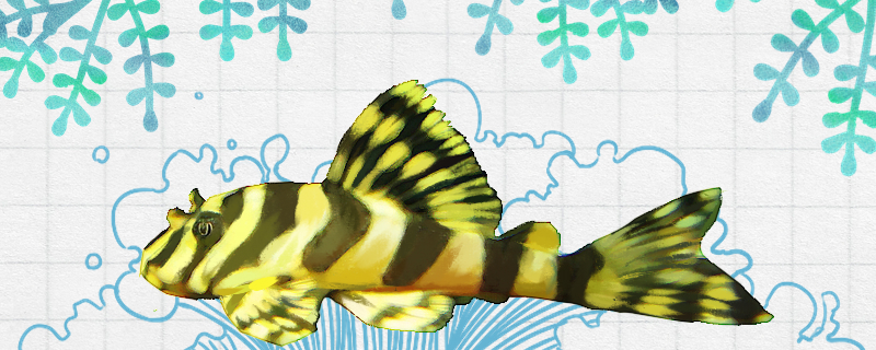黄金斑马异形鱼好养吗，怎么养