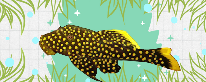 黄翅黄珍珠异形鱼好养吗怎么养