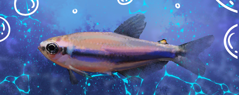 蓝国王灯鱼好养吗，怎么养