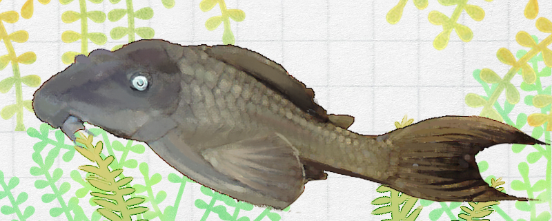 蓝眼皇冠豹异型鱼好养吗，怎么养