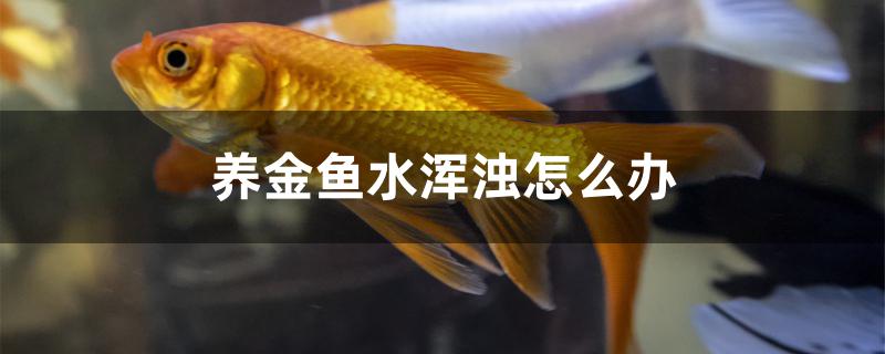 養(yǎng)金魚水渾濁怎么辦 小型觀賞魚