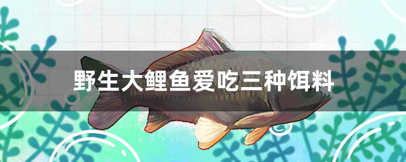 野生大鯉魚愛吃三種餌料是什么 印尼小紅龍