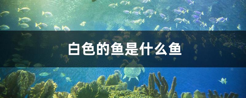 白色的鱼是什么鱼