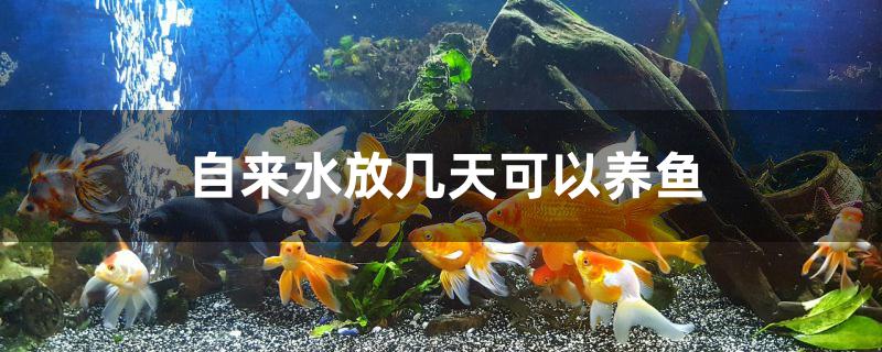 自來水放幾天可以養(yǎng)魚 印尼紅龍魚