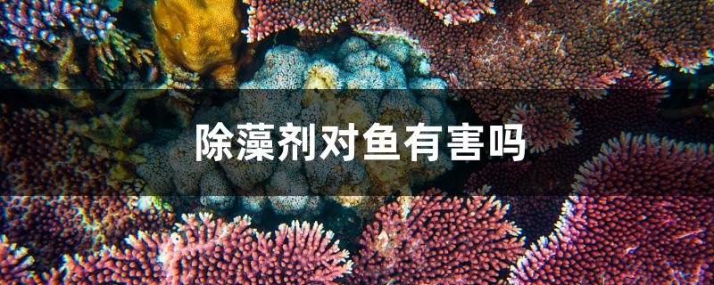 除藻剂对鱼有害吗