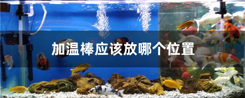 加温棒应该放哪个位置