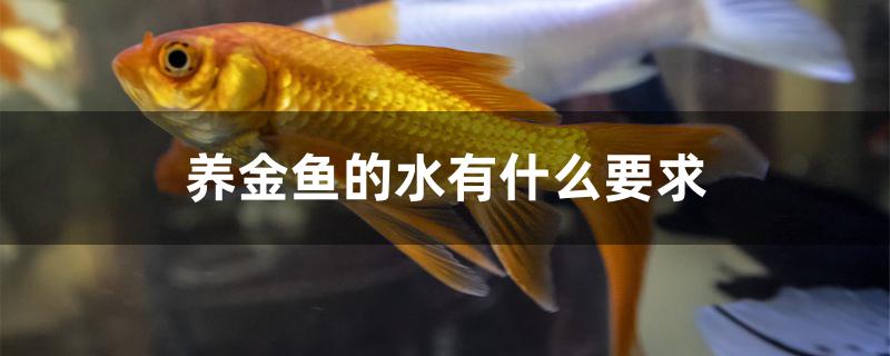 養(yǎng)金魚(yú)的水有什么要求