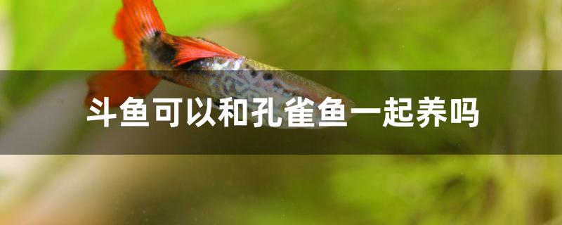 斗鱼可以和孔雀鱼一起养吗