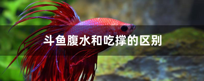 斗鱼腹水和吃撑的区别是什么