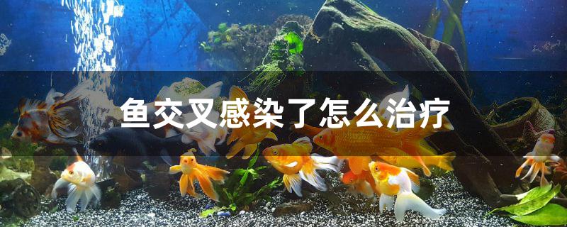 魚交叉感染了怎么治療