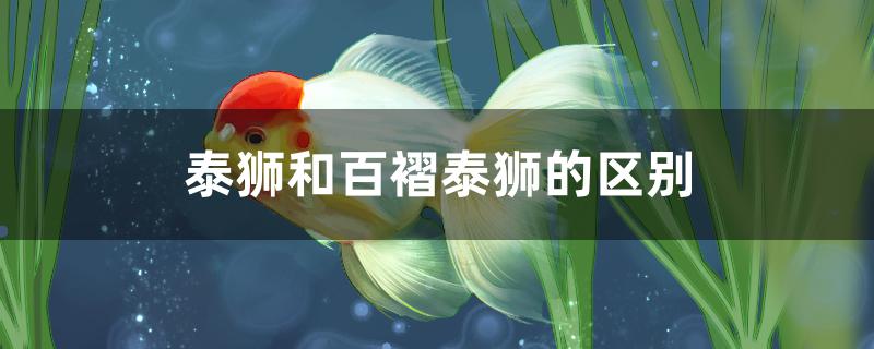 泰狮和百褶泰狮的区别是什么