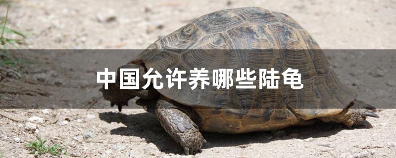 中国允许养哪些陆龟 乌龟