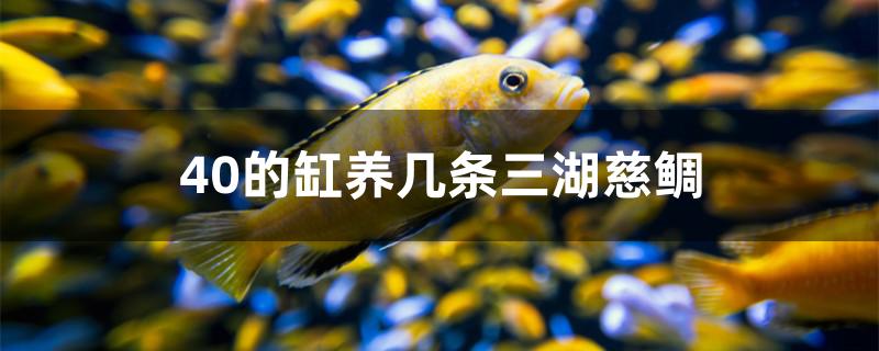 40的缸养几条三湖慈鲷 广州水族批发市场