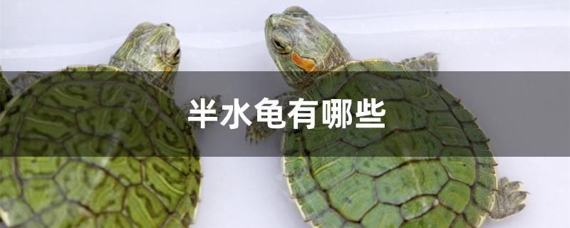 半水龜有哪些