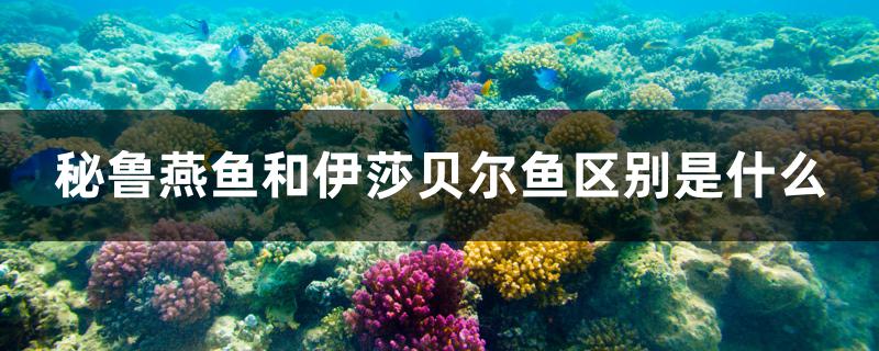 秘鲁燕鱼和伊莎贝尔鱼区别是什么