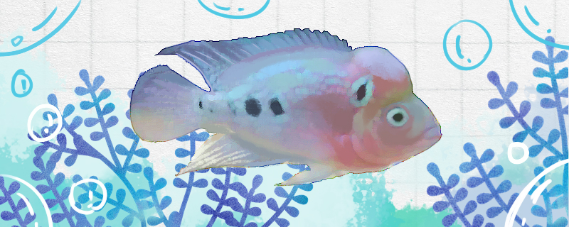 Is the white-eyed pearl arhat fish easy to raise? How to raise it?