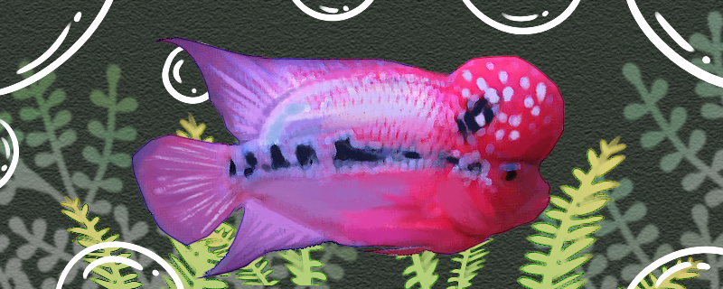 Is the red diamond arhat fish easy to raise? How to raise it?
