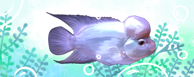 Is the blue silk Luohan fish easy to raise? How to raise it?