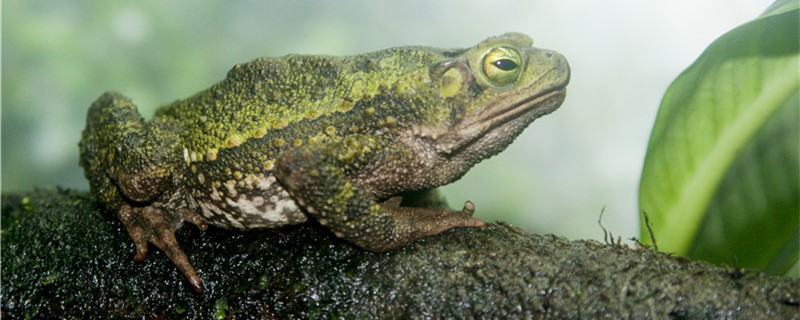 青蛙是胎生还是卵生，怎么繁殖