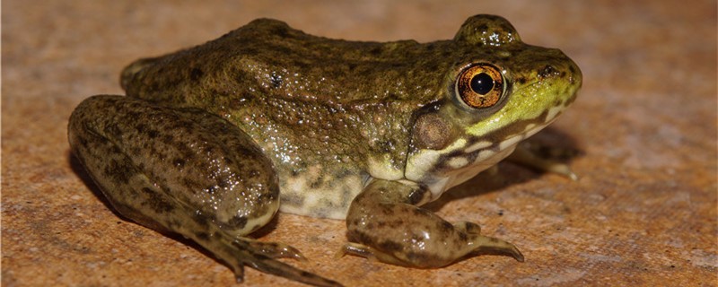 青蛙有多少品种，常见品种有哪些