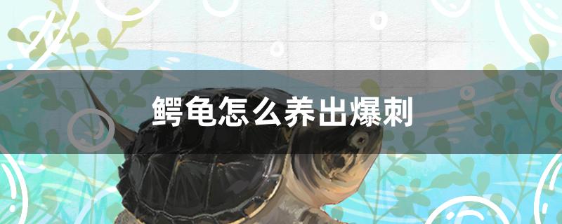 鳄龟怎么养出爆刺 广州祥龙国际水族贸易