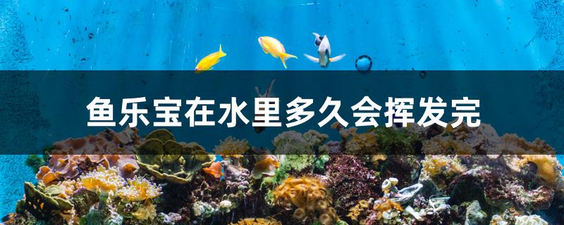 鱼乐宝在水里多久会挥发完