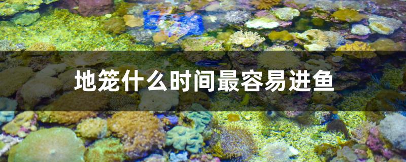 地笼什么时间最容易进鱼