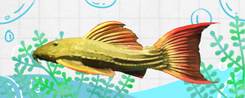 緑裳赤剣尾戦車異型魚は飼いやすいか、どう飼うか