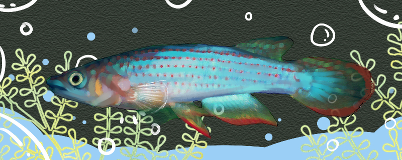 Is the red-spotted mackerel easy to raise? How to raise it?