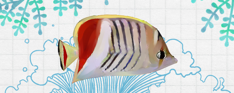 红尾蝶鱼好养吗，怎么养