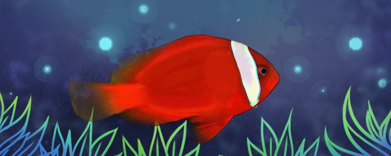 Is the red clown fish easy to raise? How to raise it?