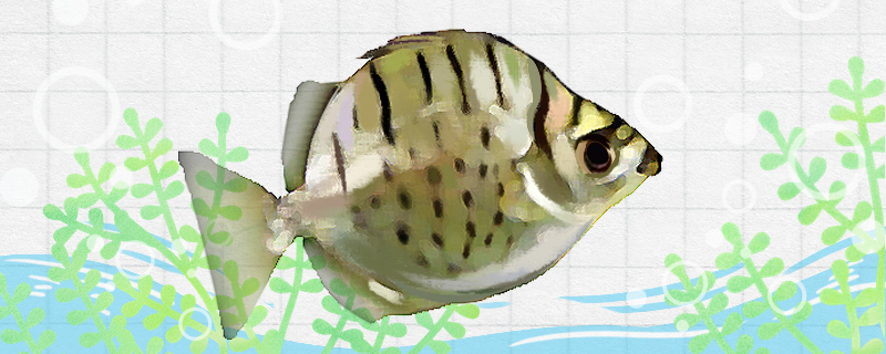 Is the silver drum fish easy to raise? How to raise it?