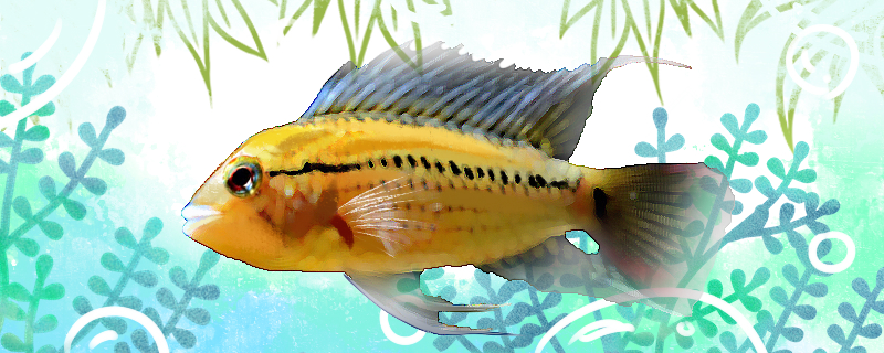 Is spotted bream easy to raise? How to raise it?