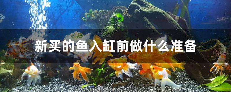 新买的鱼入缸前做什么准备