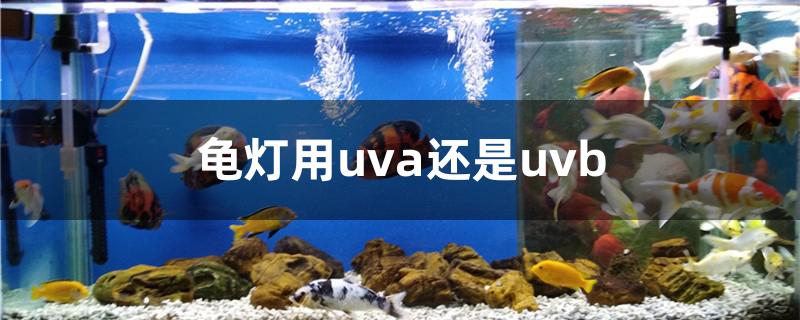 龟灯用uva还是uvb