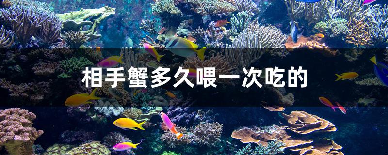 相手蟹多久喂一次吃的 海水魚(yú)