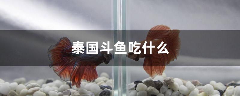 泰國斗魚吃什么 BD魟魚