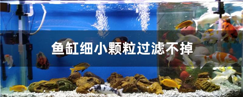 魚缸細小顆粒過濾不掉怎么辦 魟魚相關(guān)