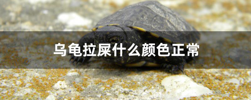 乌龟拉屎什么颜色正常