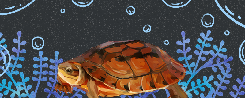 三线闭壳龟是半水龟吗，水深多少合适