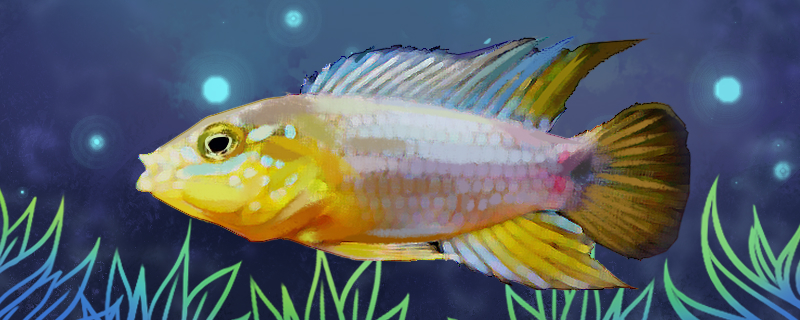 Is golden bream easy to raise? How to raise it?