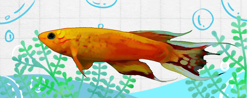 五彩琴尾魚は飼いやすいですか、どうやって飼いますか