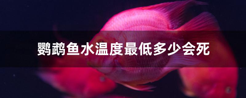 鹦鹉鱼水温度最低多少会死