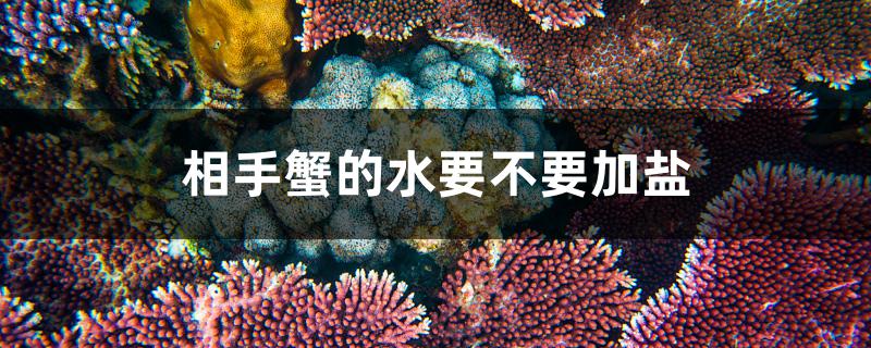 相手蟹的水要不要加盐