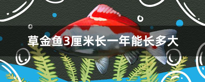 草金鱼3厘米长一年能长多大