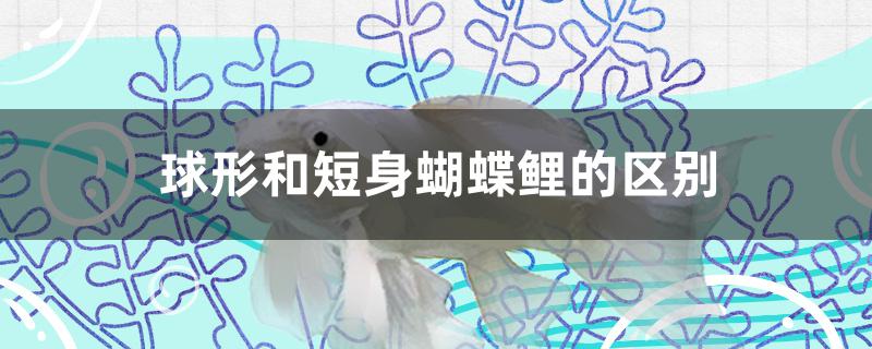 球形和短身蝴蝶鲤的区别是什么