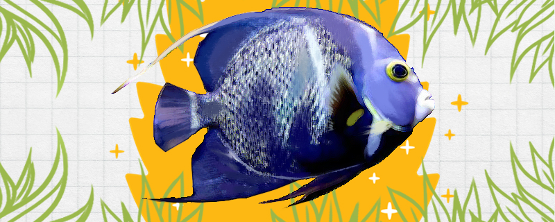 Is French angelfish easy to raise? How to raise it?