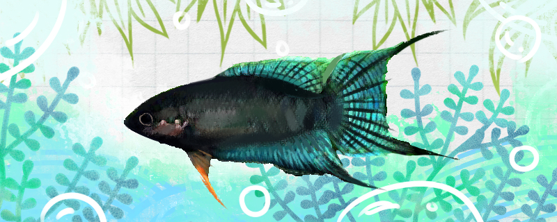 Is it easy to raise Vietnamese black fork-tail fighting fish? How to raise it?