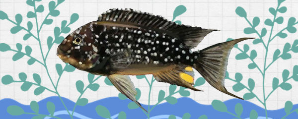 珍珠龙王鲷鱼好养吗，怎么养